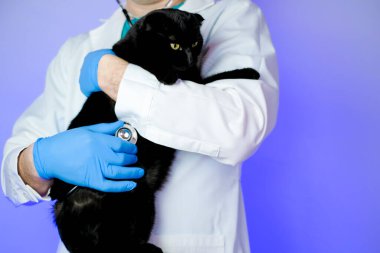 Kedi doktoru. Kediler için veteriner prosedürleri. Doktorlu bir kediyi muayene etmek. Mor bir geçmişi olan bir veterinerin elinde büyük siyah bir kedi.. 