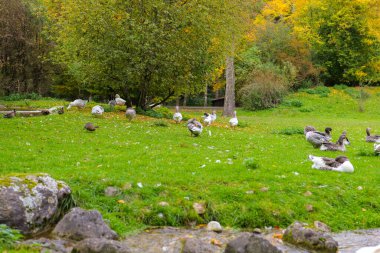  Gri ve beyaz kazlar ve ördekler çimenlikteki göletin yanında. Çiftlik kuşları. Kazlar ve ördekler. Kümes hayvanları yetiştiriyorum.