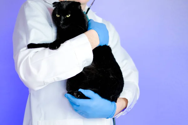 cat doctor.Veterinary procedures for cats.Cat health. black cat in the hands of a veterinarian on a purple background.Medicine for animals.Cat diseases and their treatment.