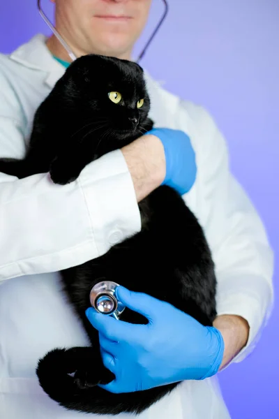 猫的健康 猫的兽医程序 请医生检查猫 兽医手中的黑猫 动物用的药 — 图库照片