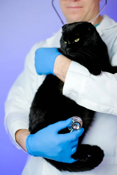 고양이 수유를 수의학 의사와 고양이를 검사하는 보라색 배경에 수의사의 고양이 — 스톡 사진
