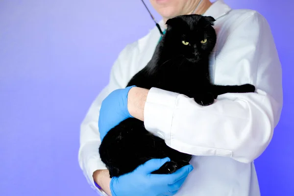 Cat health.Examining a cat with a doctor.Big black cat in the hands of a veterinarian on a purple background.Medicine for animals.Cat diseases and their treatment.