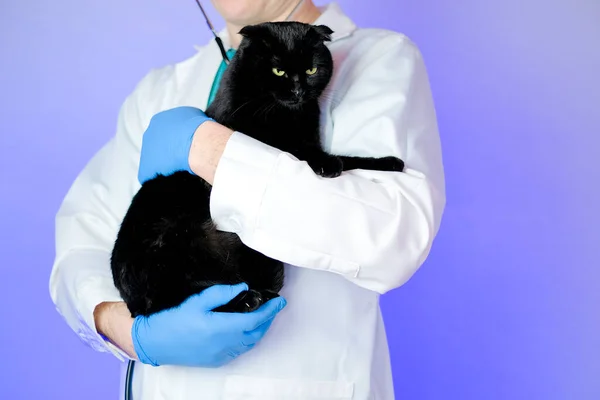 Cat health.Examining a cat with a doctor. black cat in the hands of a veterinarian on a purple background.Medicine for animals.
