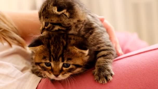 小孩抱着小猫 小孩抱着两只带条纹的小猫 小孩用手抚摸毛绒绒的小猫 小孩和小猫交流 可爱的视频 4K镜头 — 图库视频影像