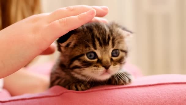 Kinderen Hand Streelt Een Kleine Pluizige Tabby Kitten Communicatie Van — Stockvideo