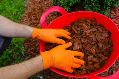Çipler kırmızı kovaya konmak için. Eller odun parçaları döker ve bahçedeki toprağı gübreler. Bahçe için dekoratif cipsler.