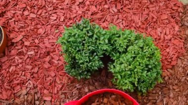 Kırmızı çipler, boxwood çalılarının yanındaki bir yaz bahçesinde kırmızı silikon kovada çimenlik yapmak için. Bahçedeki toprağı çimdikliyorum. Yüksek kalite 4k görüntü