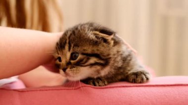 Yavru kedi ve bebek. Küçük çocuklar küçük tüylü bir tekir kediyi okşar. Çocuğun yavru kedilerle iletişimi. Güzel video. İnsanlar ve hayvanlar arasındaki iletişim. Yüksek kalite 4k görüntü