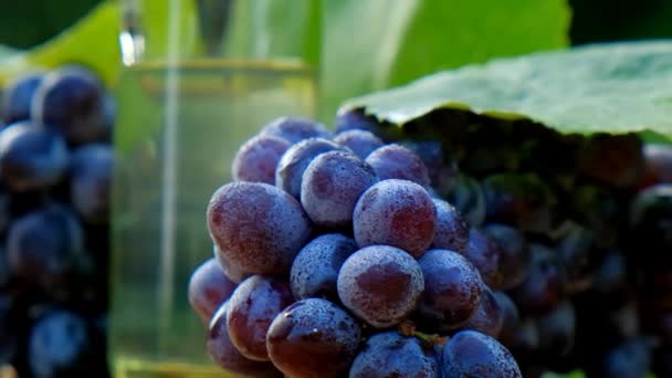 Graine Raisin Bouteille Huile Grappes Raisins Noirs Sur Fond Jardin — Video