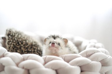  cute hedgehogs in a wicker nest.prickly pet. Hedgehog in a gray wicker bed on a light blurred background.African pygmy hedgehog.Accessories and houses for hedgehogs. clipart