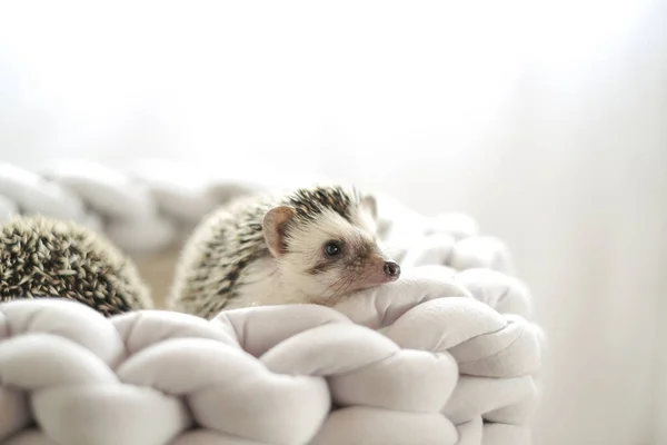 stock image pair of funny hedgehogs in a wicker nest.prickly pet. Hedgehog in a gray wicker bed on a light blurred background.African pygmy hedgehog.Accessories and houses for hedgehogs.