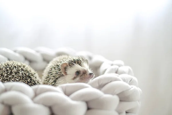 Par Engraçado Hedgehogs Prickly Animal Estimação Hedgehog Uma Cama Vime — Fotografia de Stock
