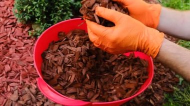 Ahşap yongalarla dekoratif saman. Eldivenlerin içine kırmızı odun parçaları dök ve bahçedeki toprağı gübrele. 4k görüntü