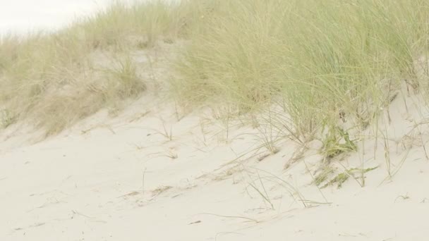 Sandy White Dunes Beach Grass Close Nature North Sea Germany — Stock Video