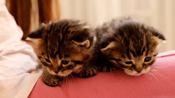 Kittens Armen Van Een Kind Twee Gestreepte Kittens Schoot Van — Stockvideo