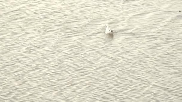 Γλάροι Στο Νερό Θάλασσα Wadden Στη Γερμανία Νησί Fer Θαλάσσιο — Αρχείο Βίντεο