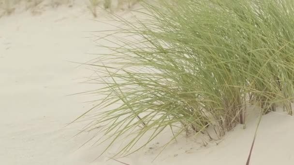 Sandy Dunes Beach Grass Nature North Sea Germany Frisian Islands — Stock Video