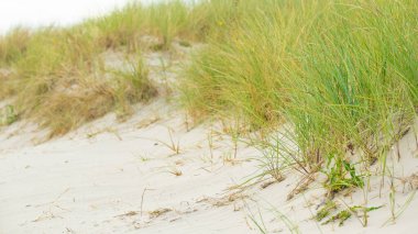 Kumsal çimenleri olan kumlu beyaz kumullar. Kum tepelerindeki yeşil çimenler. Kuzey Denizi Almanya 'sının doğası. Fer Adası. Frizya adaları plaj bitkileri. Plaj yaz arkaplanı..