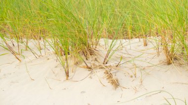 Kumsal çimenleri olan kum tepeleri. Kum tepelerindeki yeşil çimenler. Kuzey Denizi Almanya 'sının doğası. Fer Adası. Frizya adaları plaj bitkileri. Plaj yaz arkaplanı..