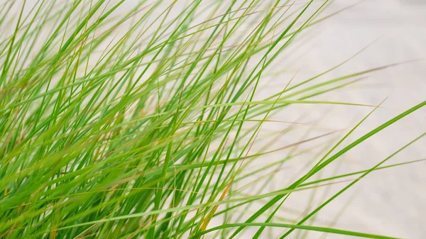Dyner Gräs Närbild Grönt Gräs Sanddynerna Nordsjöns Natur Tyskland Fer — Stockfoto