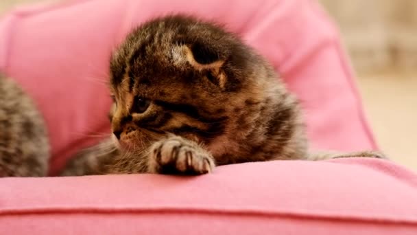 Γατάκι Στην Αγκαλιά Ενός Παιδιού Οικιακό Γατάκι Pet Επικοινωνία Του — Αρχείο Βίντεο