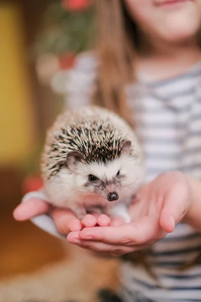 Hedgehog in the hands of a child on a room background.Communication between children and animals. Child and pet.African pygmy hedgehog.