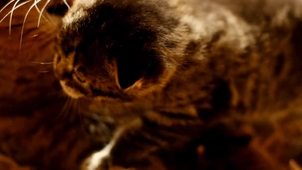 Gato Lambe Seu Gatinho Pouco Scottish Gato Vezes Gatinho Tapete — Vídeo de Stock