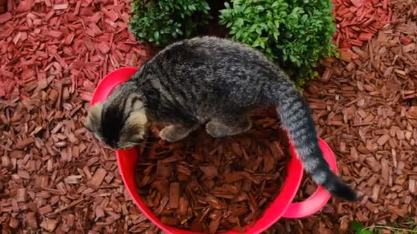 赤いバケツにマルチチップ 子猫は木のバケツにマルチで登りました 庭の土をマルチ 高品質4K映像 — ストック動画