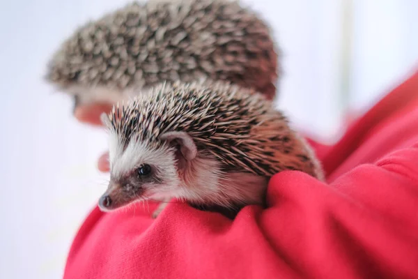 Hedgehog. pair of hedgehogs in the arms of a woman in a red hoodie. African pygmy hedgehog close-up in female hands. girl strokes a hedgehog. Pets