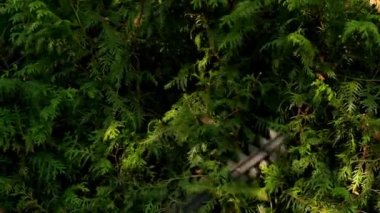 Thuja Brabant budama. Bahçedeki bitkilerin hijyenik budanması. 4k görüntü