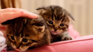 Bir çocuğun kollarında kedi yavruları. Evcil hayvanlar. Çocuğun yavru kedilerle iletişimi. Küçük çocuklar küçük tüylü bir tekir kediyi okşar. Sevimli bir video. İnsanlar ve hayvanlar arasındaki iletişim. 4k görüntü