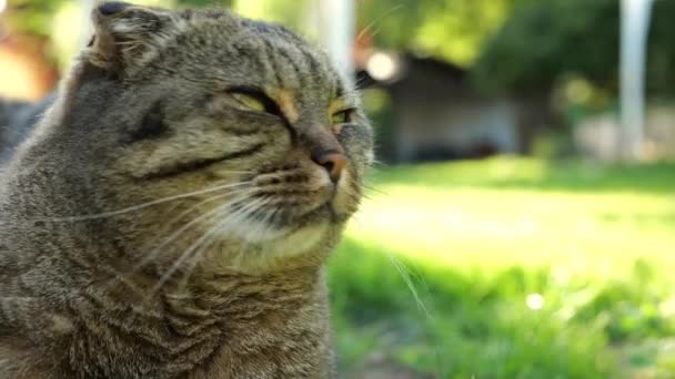 Cat Reacts Sounds Garden Cat Green Eyes Green Grass Sunny — Stock Video