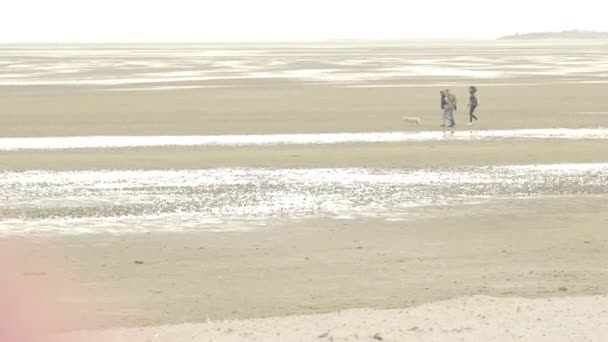 Wadden Sea Περπάτημα Ένα Σκυλί Στη Θάλασσα Wadden Άνθρωποι Περπατούν — Αρχείο Βίντεο