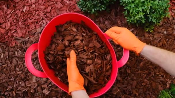 オレンジの手袋で手が赤い木のチップを注ぎます 庭の土壌をマルチングします 4K映像 — ストック動画