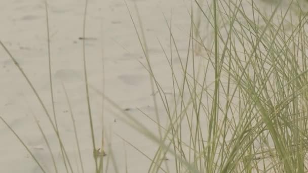 Pantai Rumput Pulau Frisia Pantai Perkebunan Alam Dari Laut Utara — Stok Video