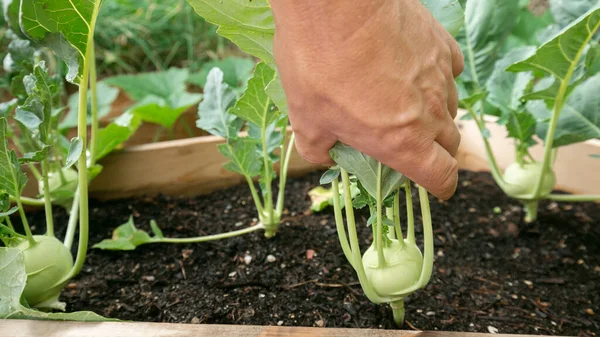 Farmer Hand Pulls Green Kohlrabi Out Ground Organic Vegetables Our — Stock Photo, Image
