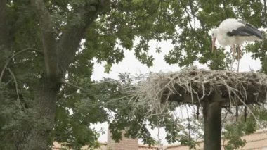 Leylek yuvasında. Leylek yuvası. Yedek kuvvetteki siyah beyaz leylek. 4k görüntü
