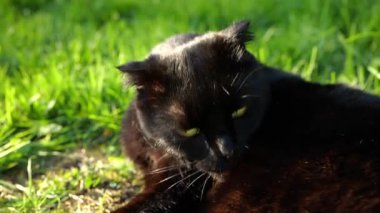 Yazın güneşli bir bahçede yeşil çimlerde kendini yalıyor. Bahçede dinlenen kedi. 4k görüntü