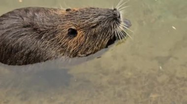 Nutria suda yaprak çiğniyor. Nutria suda yüzüyor. Su kuşu kemirgeni coypu.miyocastor coypus.Echimyida. Yüksek kalite 4k görüntü