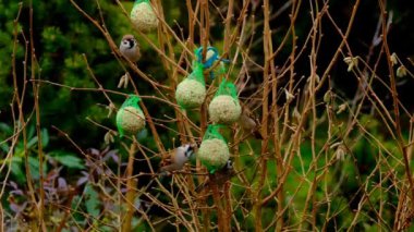 Balls of bird food in nets on a bush. Tits and crows peck food on a tree.slow motion. A group of birds eat food from hanging feeders in the garden. 4k footage