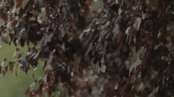 Дощ Дощ Краплі Дощу Листках Дерев Ламаються Кадри — стокове відео