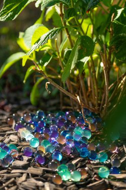  Hidrojel topları Orbeez 'i çalıların altında güneşte nemlendiriyor. Bahçedeki toprağı ve bitkileri hidrojel toplarıyla nemlendiriyor. Nemlendiriyor ve bahçe ve ev bitkilerinin süslemesini yapıyor.