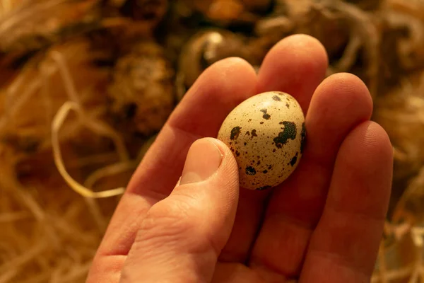 Wachteleier Biolandprodukte Hand Hält Egg Nützliches Gesundes Essen Und Produkte — Stockfoto