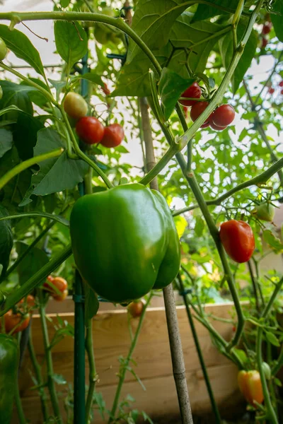 Green Bell Pepper Bush Garden Growing Organic Vegetables Farming Horticulture — Stock Photo, Image
