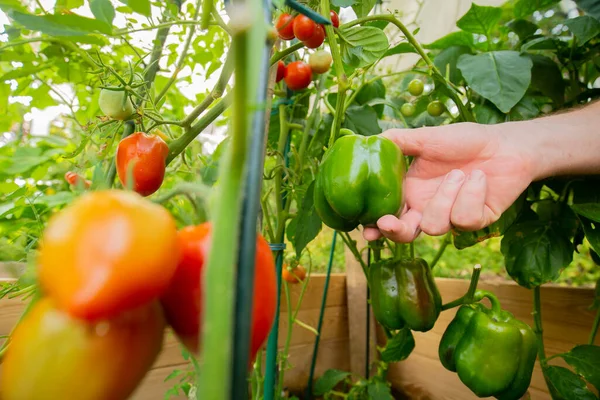 stock image Bell pepper.Man picking vegetables in his garden. Hand picks green ripe pepper from the bush.Farming and horticulture concept