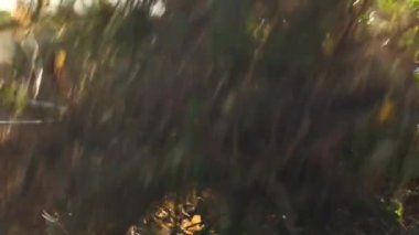 yeşil gübre. Dallar ve tozlar kovadan dökülüyor. Yüksek kalite 4k görüntü