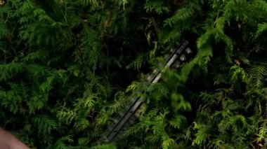 Thuja Brabant budama. Çalı biçme makinesi bir thuja bitkisinden canlı yeşil bir çit kesiyor. Bahçedeki bitkilerin hijyenik budanması. Bahçecilik ve tarım aletleri. Bitki oluşumu konsepti. 4k görüntü