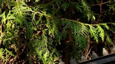 Çit kesme, yakın plan. Thuja Brabant budama. Fırça kesicisi bir thuja bitkisinin yaşayan yeşil çitini kesiyor. Bitki oluşumu konsepti. 4k görüntü