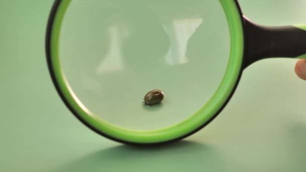 Bloodfilled Swollen Tick Mite Magnifying Glass Green Background High Quality — Stock Video