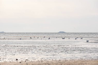 Watt kumulları. Watt Denizi 'ndeki martılar. Alman Kuzey Denizi 'nin kumlu dibi. Fer Adası. Alman Frizya Adaları. Eğlence ve deniz tatili..
